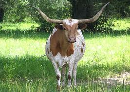 Texas Hill country long horn cattle