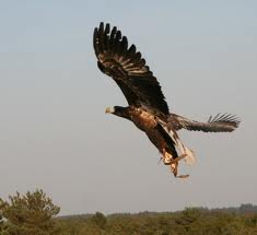 Eagle hunt Skagen Denmark