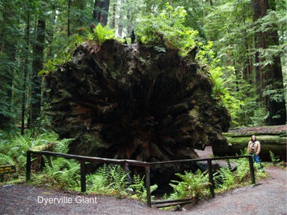 Redwood forest giant Tree