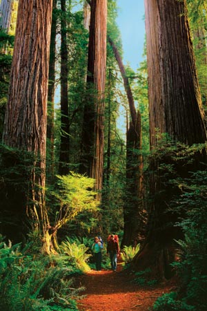 Redwood forest World's Tallest Tree