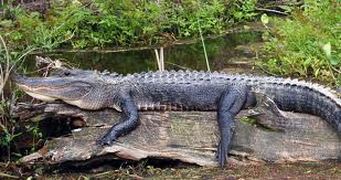 Alligator Apalachee Bay Florida