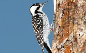 Red-cockaded Woodpeckers National Wildlife Refuge Florida