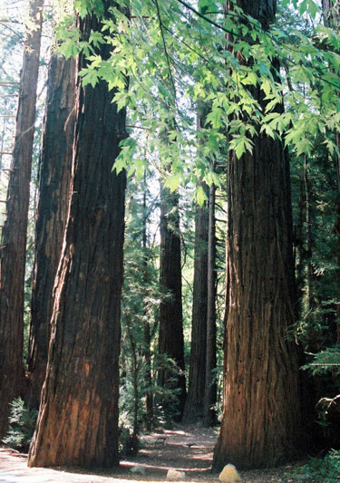 Redwood forest lrg Tree 