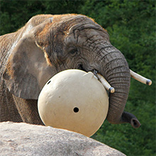 den afrikanske elefant Aalborg Zoo