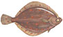 Rødspætte  latin fiskeart (Pleuronectes platessa)