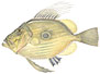 Sankt Petersfisk  latin fiskeart (Zeus faber)