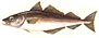 Sej  latin fiskeart (Pollachius virens)