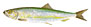 Sild  latin fiskeart (Clupea harengus)