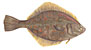 Skrubbe  latin fiskeart (Platichtys flesus)