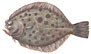 Slethvarre  latin fiskeart (Scophtalmus rhombus)