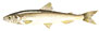 Smelt  latin fiskeart (Osmerus eperlanus)
