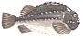 Stenbider  latin fiskeart (Cyclopterus lumpus) 