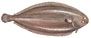Tunge latin fiskeart (Solea solea)  latin fiskeart 